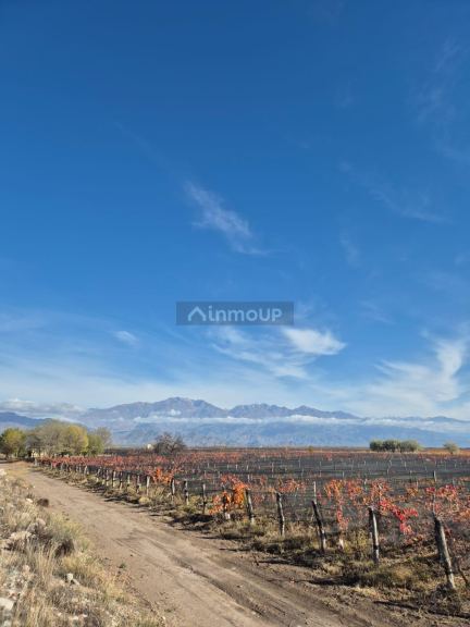 Finca en Venta en San Carlos, Mendoza