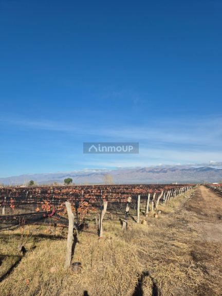 Finca en Venta en San Carlos, Mendoza
