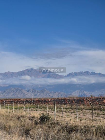 Finca en Venta en San Carlos, Mendoza