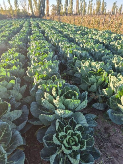 Finca en Venta en Las Heras, Mendoza