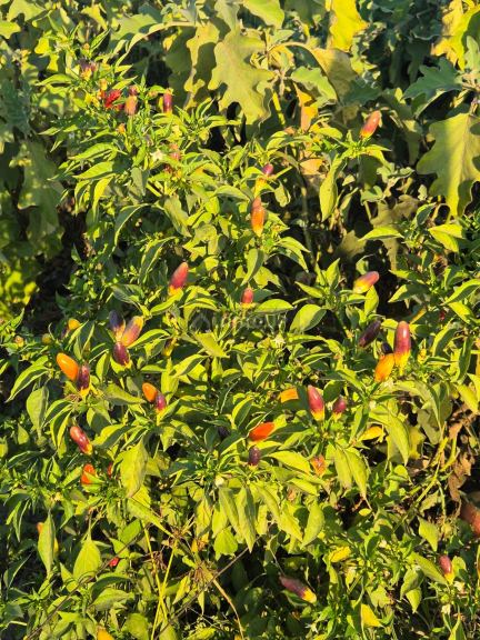 Finca en Venta en Las Heras, Mendoza
