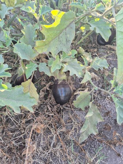 Finca en Venta en Las Heras, Mendoza