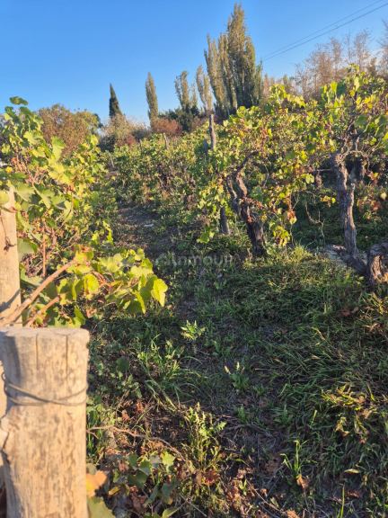 Quinta en Venta en Las Heras, Mendoza