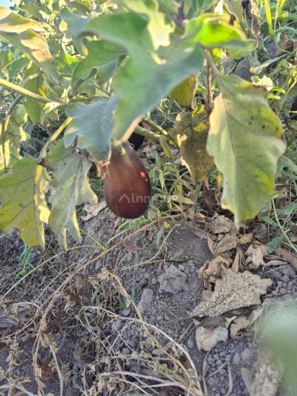 Quinta en Venta en Las Heras, Mendoza