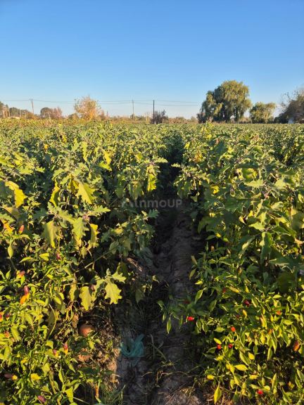 Quinta en Venta en Las Heras, Mendoza