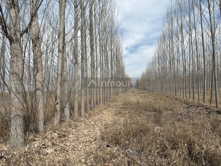 Finca en Venta en Tunuyan, Mendoza