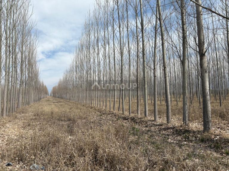 Finca en Venta en Tunuyan, Mendoza