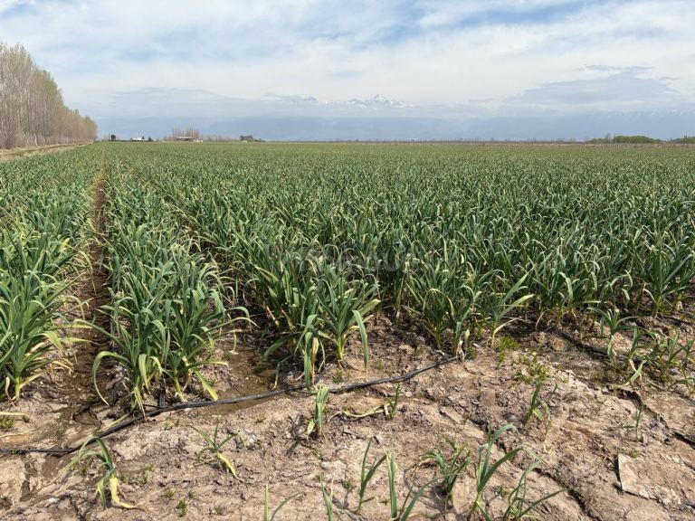 Finca en Venta en Tunuyan, Mendoza
