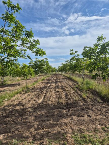 Finca en Venta en Tupungato, Mendoza