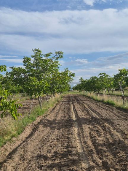 Finca en Venta en Tupungato, Mendoza