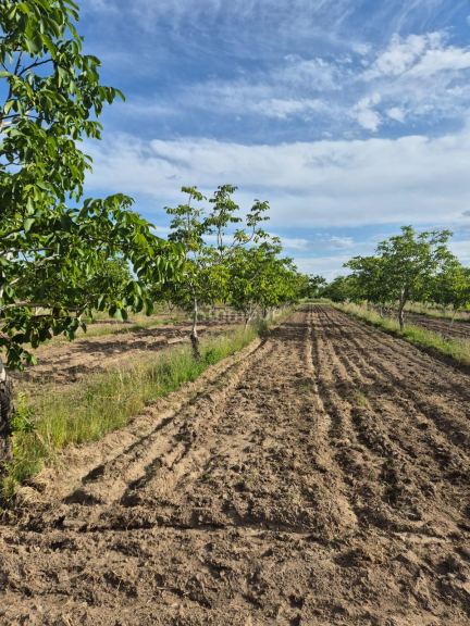 Finca en Venta en Tupungato, Mendoza