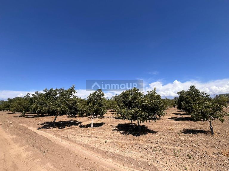 Finca en Venta en Tupungato, Mendoza