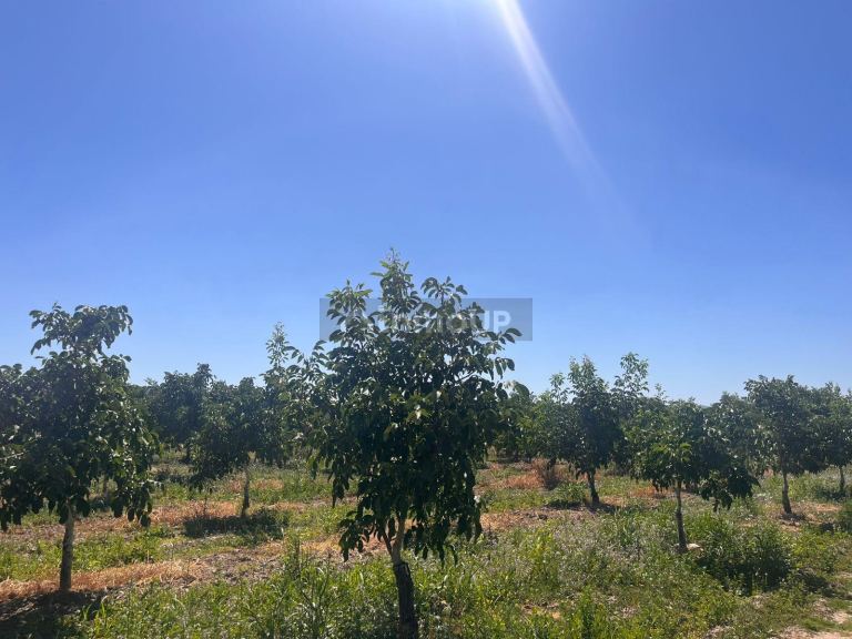 Finca en Venta en Tupungato, Mendoza