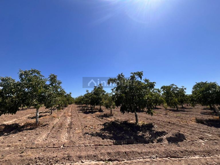 Finca en Venta en Tupungato, Mendoza