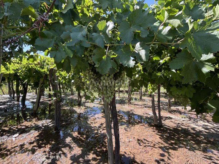 Finca en Venta en Maipu, Mendoza