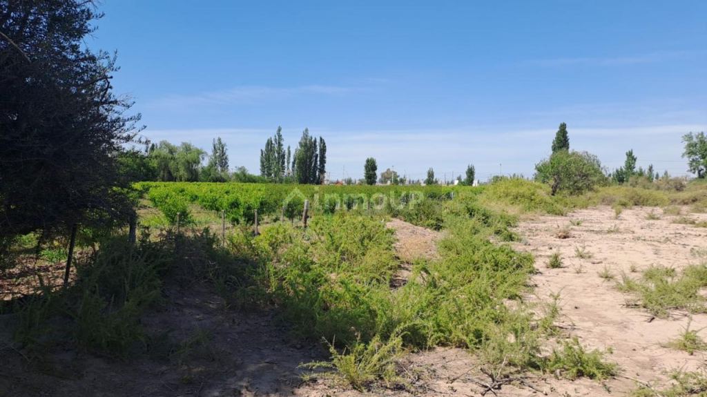 Finca en Venta en Maipu, Mendoza