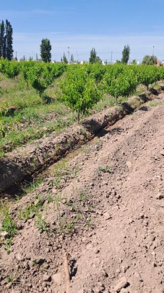 Finca en Venta en Maipu, Mendoza