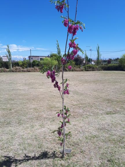 Lote en Venta en Maipu, Mendoza