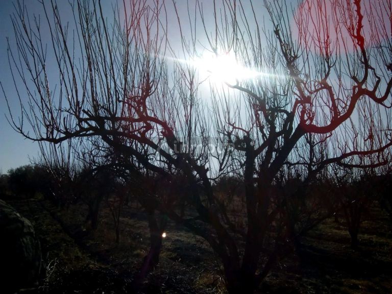 Finca en Venta en Maipu, Mendoza