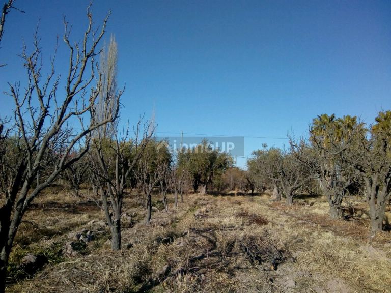 Finca en Venta en Maipu, Mendoza