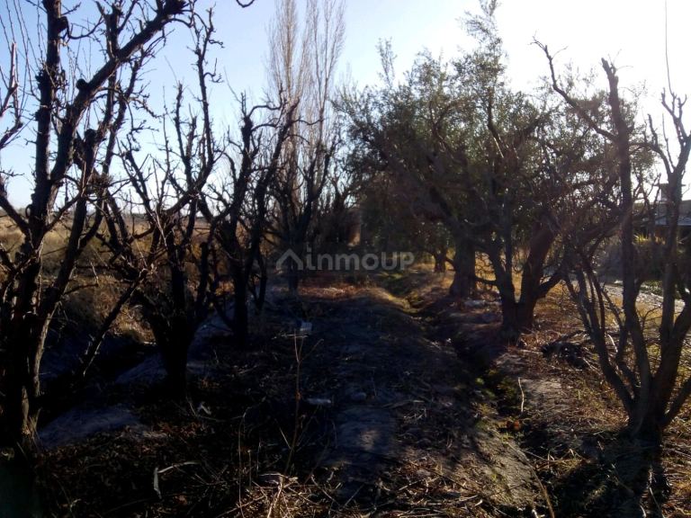 Finca en Venta en Maipu, Mendoza