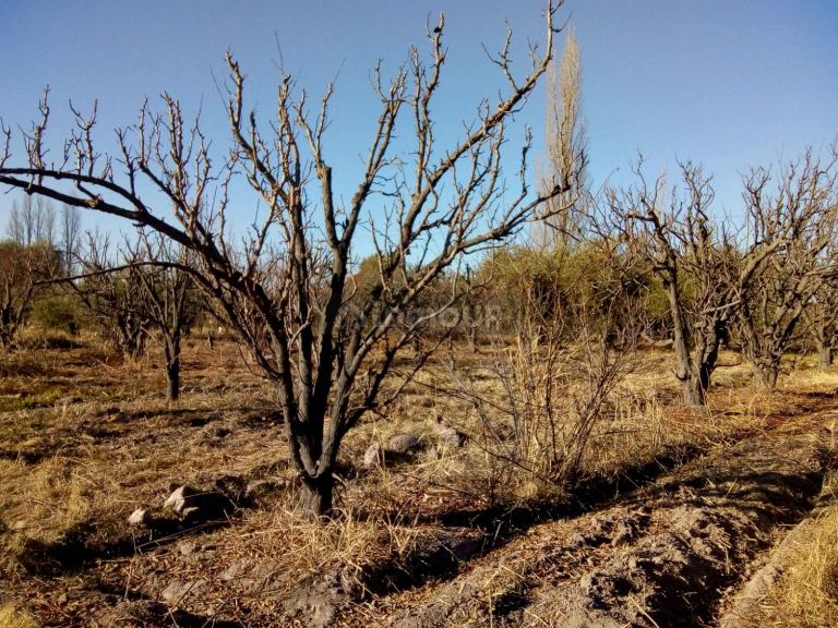 Finca en Venta en Maipu, Mendoza