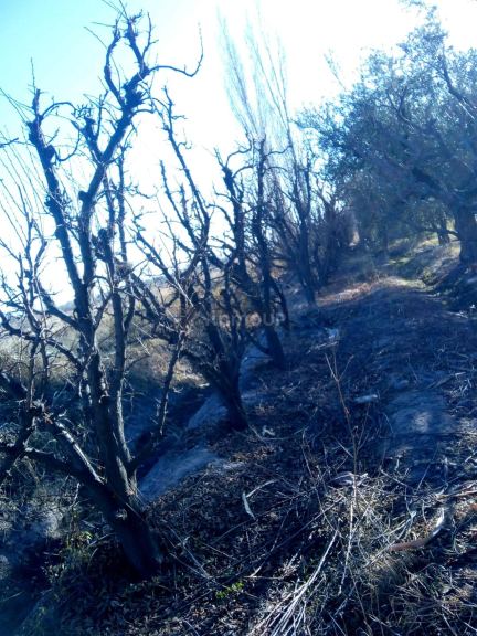 Finca en Venta en Maipu, Mendoza