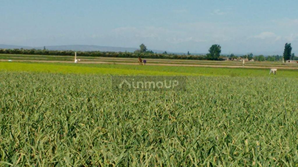 Finca en Venta en Maipu, Mendoza
