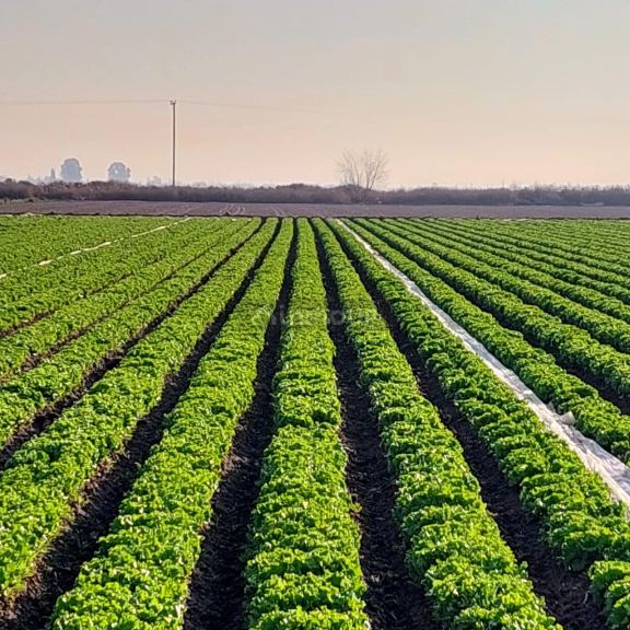 Finca en Venta en Maipu, Mendoza