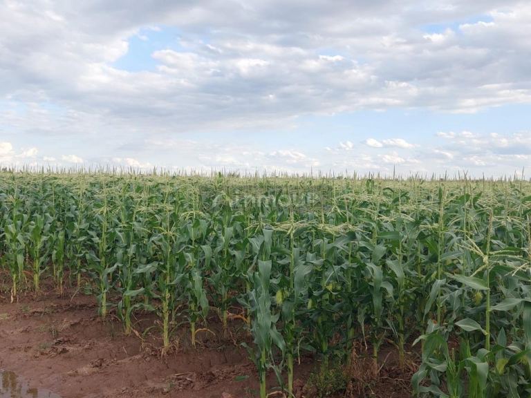 Finca en Venta en Maipu, Mendoza