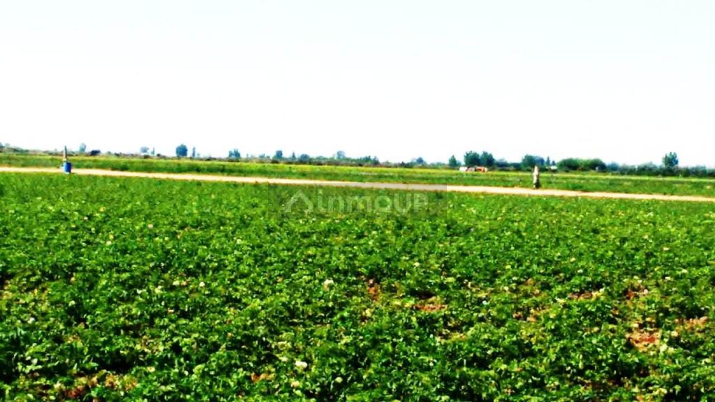 Finca en Venta en Maipu, Mendoza