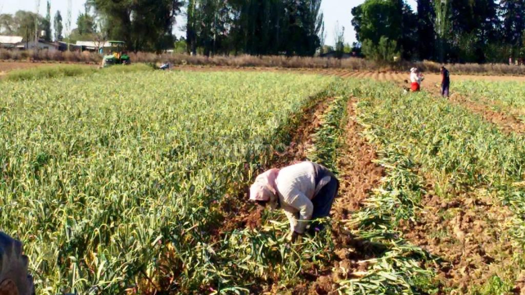 Finca en Venta en Maipu, Mendoza