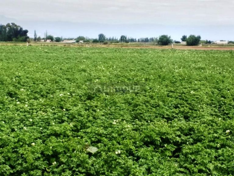 Finca en Venta en Maipu, Mendoza