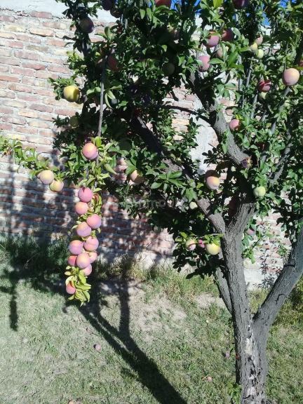 Quinta en Venta en Maipu, Mendoza
