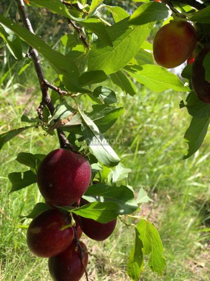 Finca en Venta en Santa Rosa, Mendoza