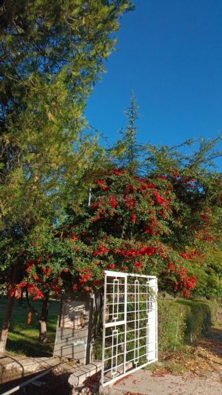 Finca en Venta en Santa Rosa, Mendoza