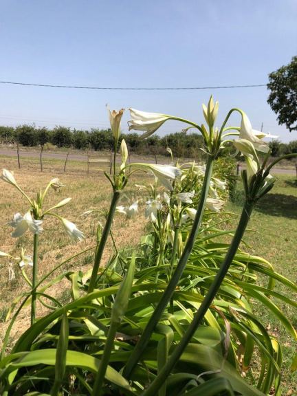 Finca en Venta en Santa Rosa, Mendoza