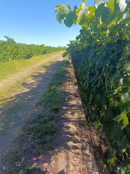 Finca en Venta en Santa Rosa, Mendoza