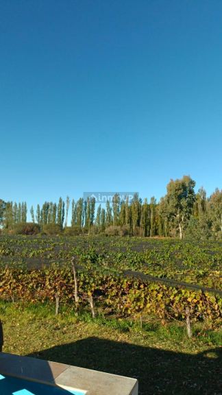 Finca en Venta en Santa Rosa, Mendoza