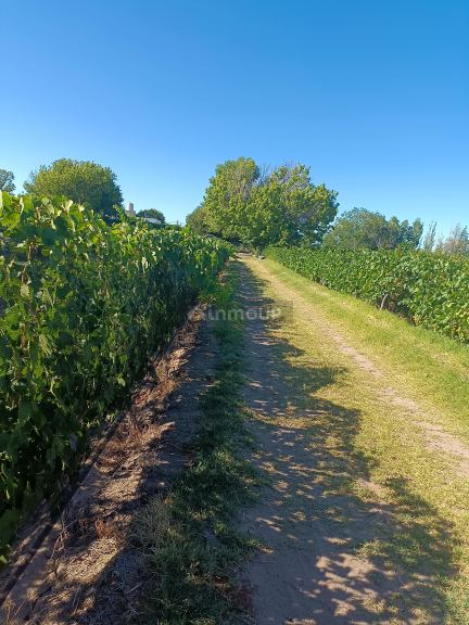 Finca en Venta en Santa Rosa, Mendoza