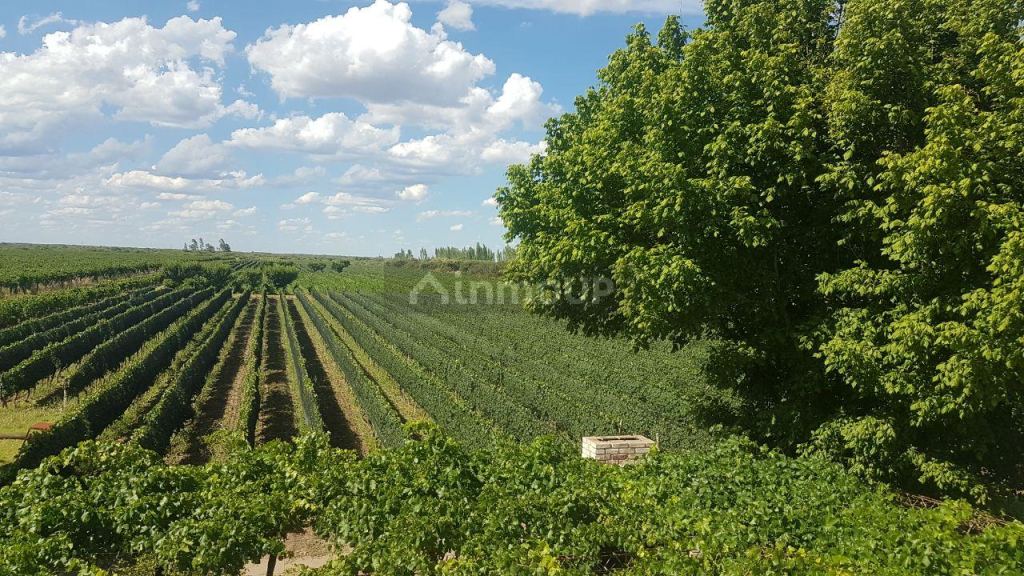 Finca en Venta en Santa Rosa, Mendoza