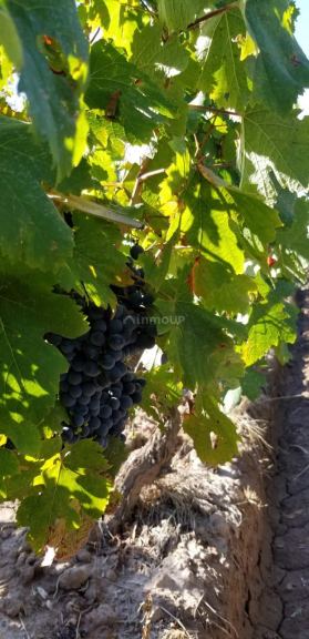Finca en Venta en Maipu, Mendoza
