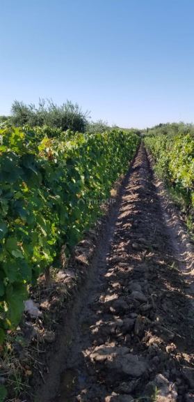 Finca en Venta en Maipu, Mendoza