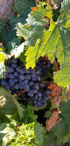 Finca en Venta en Maipu, Mendoza