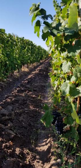 Finca en Venta en Maipu, Mendoza