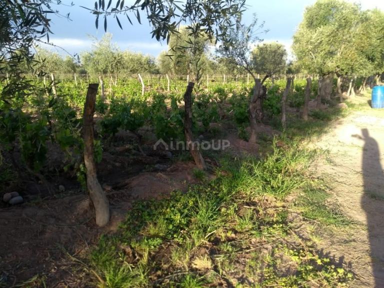 Finca en Venta en Maipu, Mendoza