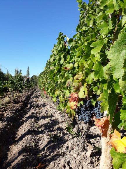 Finca en Venta en Maipu, Mendoza
