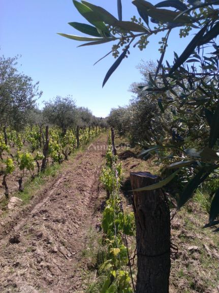 Finca en Venta en Maipu, Mendoza
