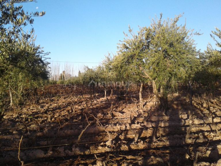 Finca en Venta en Maipu, Mendoza