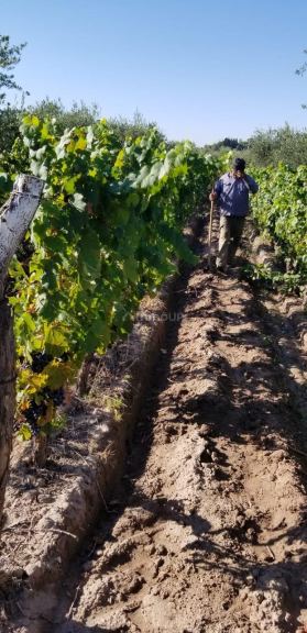 Finca en Venta en Maipu, Mendoza